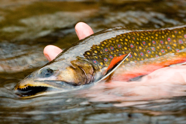 Trout Fishing Podcast Launch